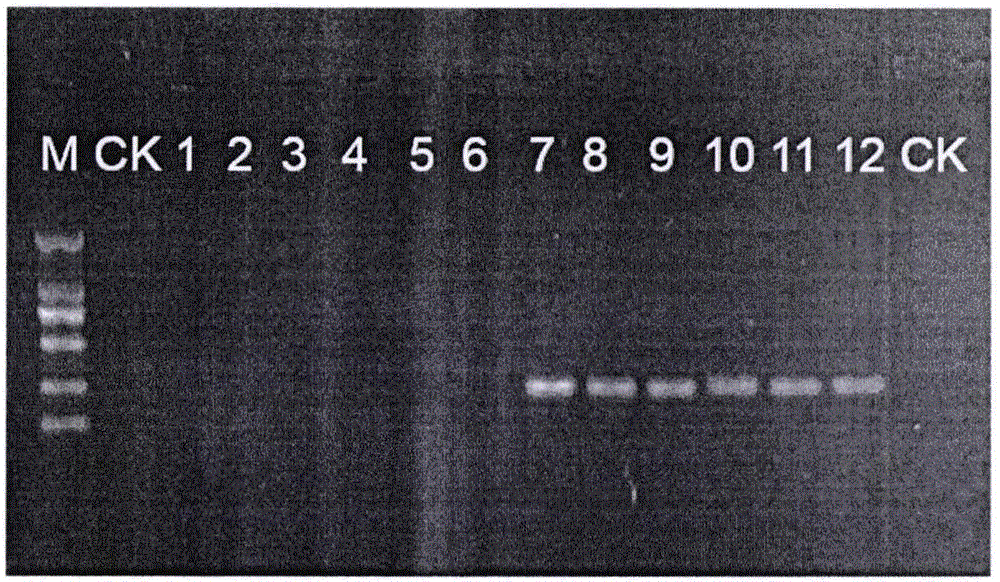 Method of acquiring rDNA ITS2 sequence for identification of dendrobium candidum