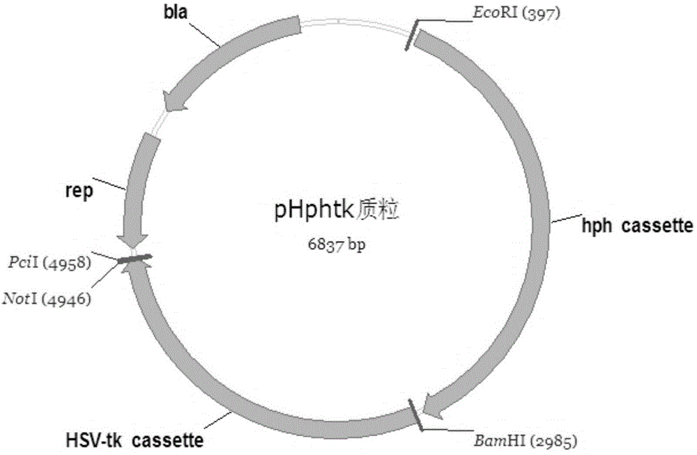 Method for enhancing glucose conversion rate of Aspergillus niger saccharifying enzyme