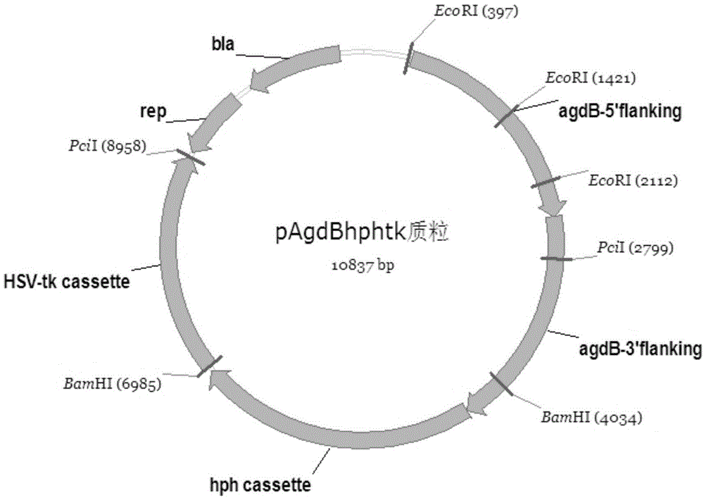 Method for enhancing glucose conversion rate of Aspergillus niger saccharifying enzyme