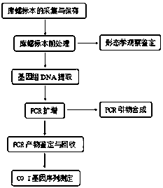 Deoxyribonucleic acid (DNA) bar code standard sequences of sibling species of culicoides latreille, and molecular identification method of sibling species of culicoides latreile