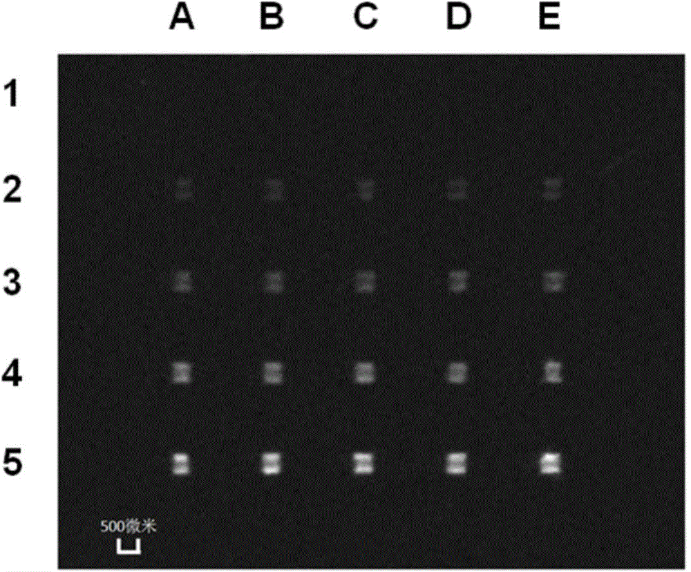 Fluorescence detection instrument and system based on micro-fluidic chip