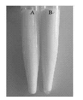 Method for preparing porcine parvovirus inactivated vaccines