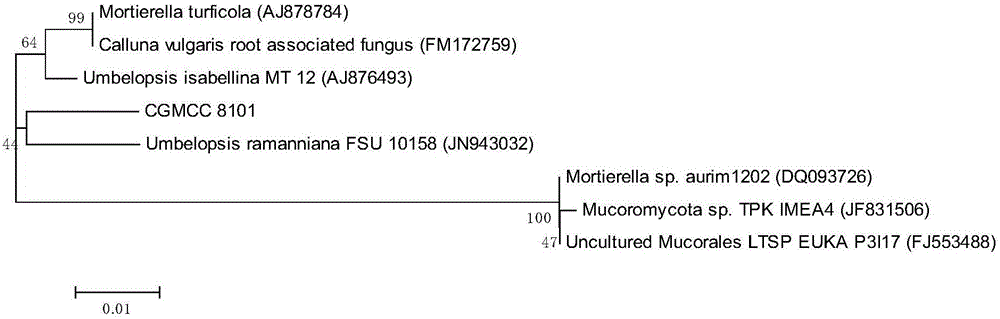 Preparation method of mycelium extract of strain culture of marine fungus umbelopsis sp.