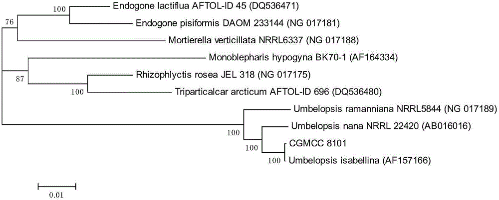 Preparation method of mycelium extract of strain culture of marine fungus umbelopsis sp.