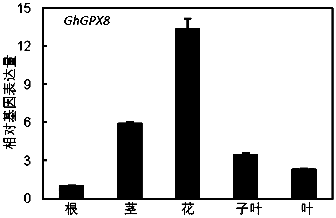 Cotton glutathione peroxidase ghgpx8 and its application