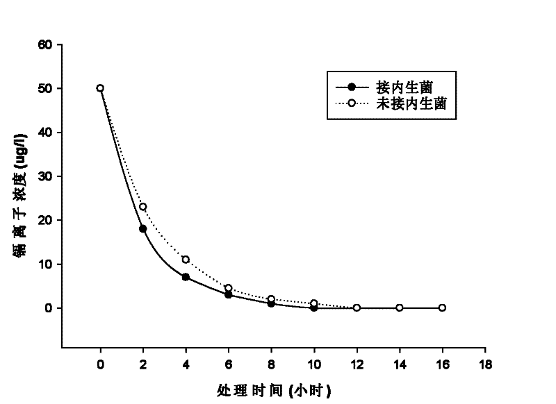 Microorganism for promoting black nightshade to remove trace cadmium pollution in water and method for removing cadmium pollution