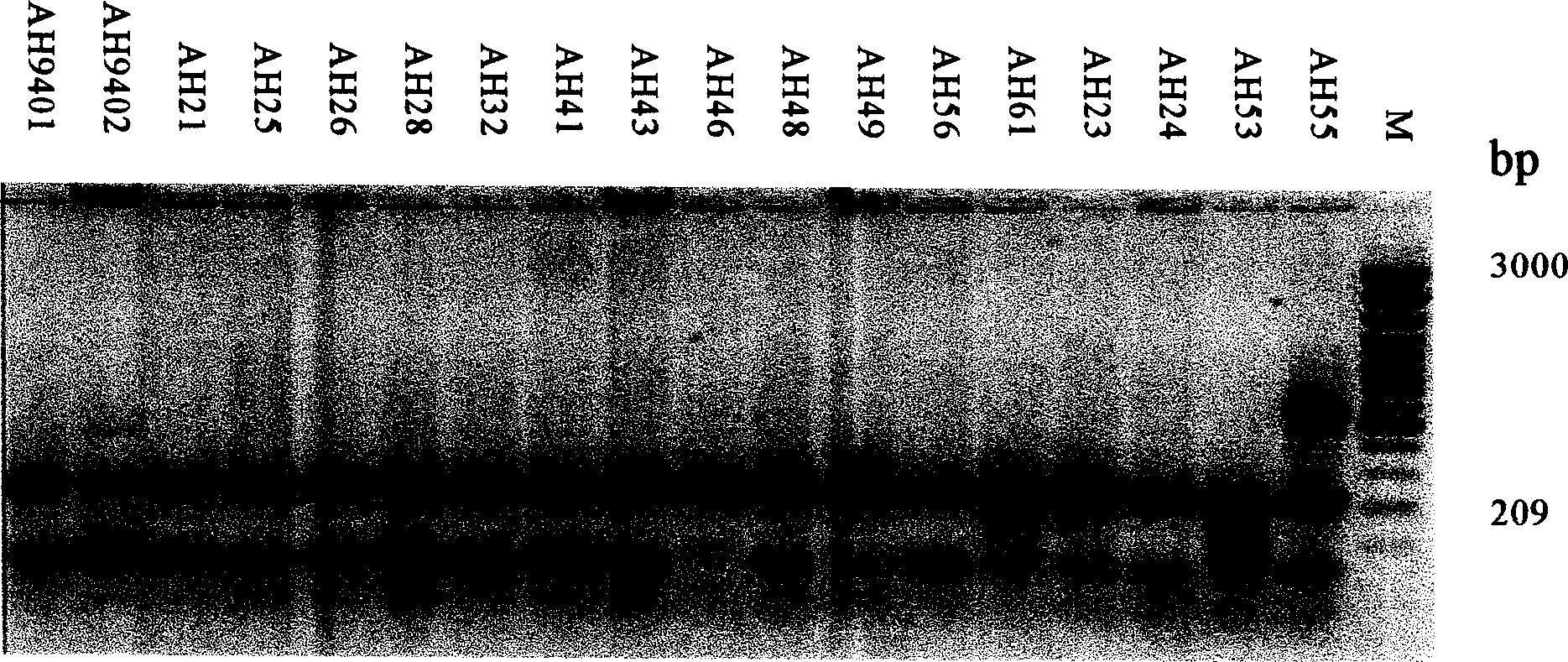 PCR test kit for hygrophilous aeromonad and its test method