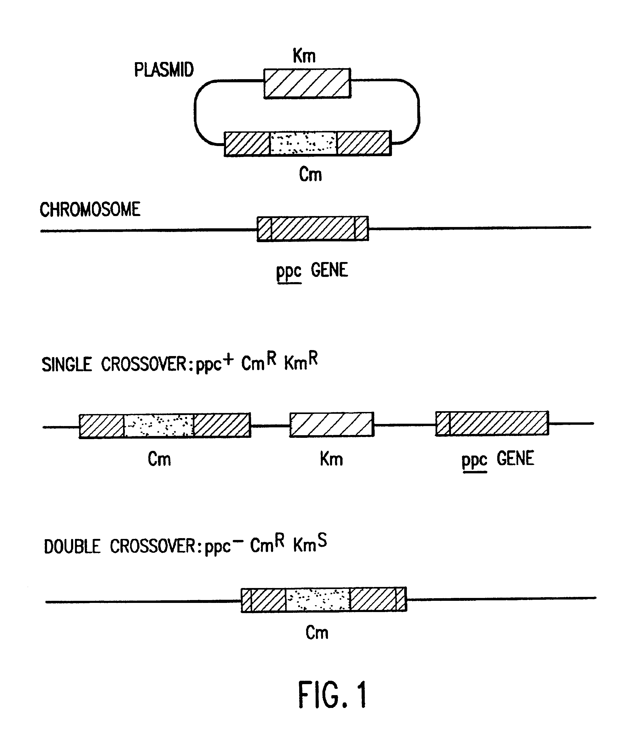 Regulation of carbon assimilation