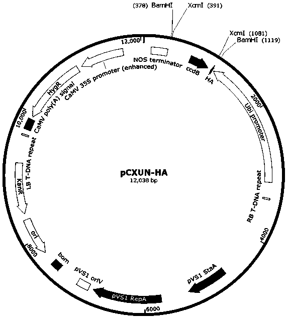 Rice Gene osgdsl1 and Its Application to Resistance to Blast