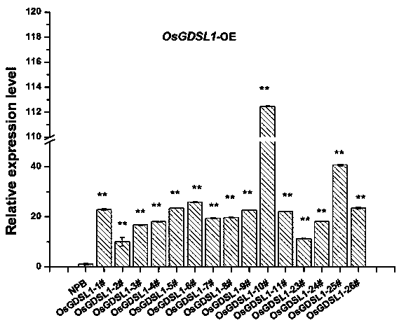 Rice Gene osgdsl1 and Its Application to Resistance to Blast