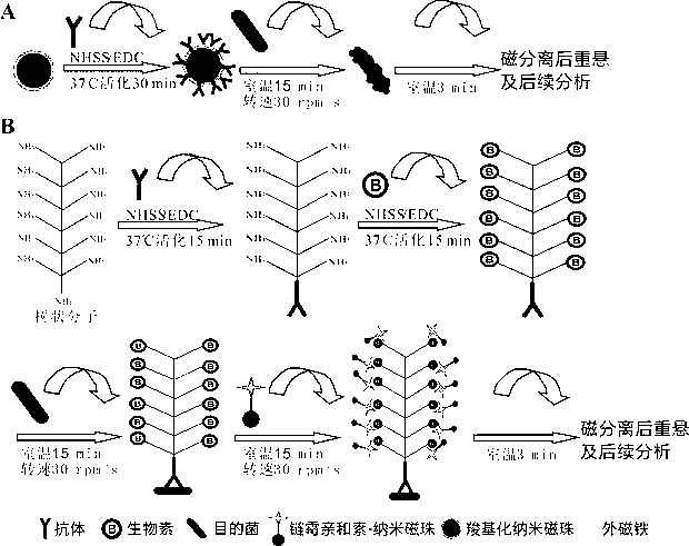 Method for enriching and separating listeria monocytogenes