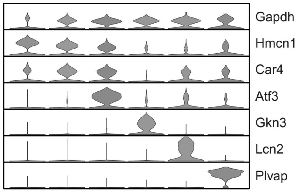 Separation method of animal nervous system endothelial cell single cell