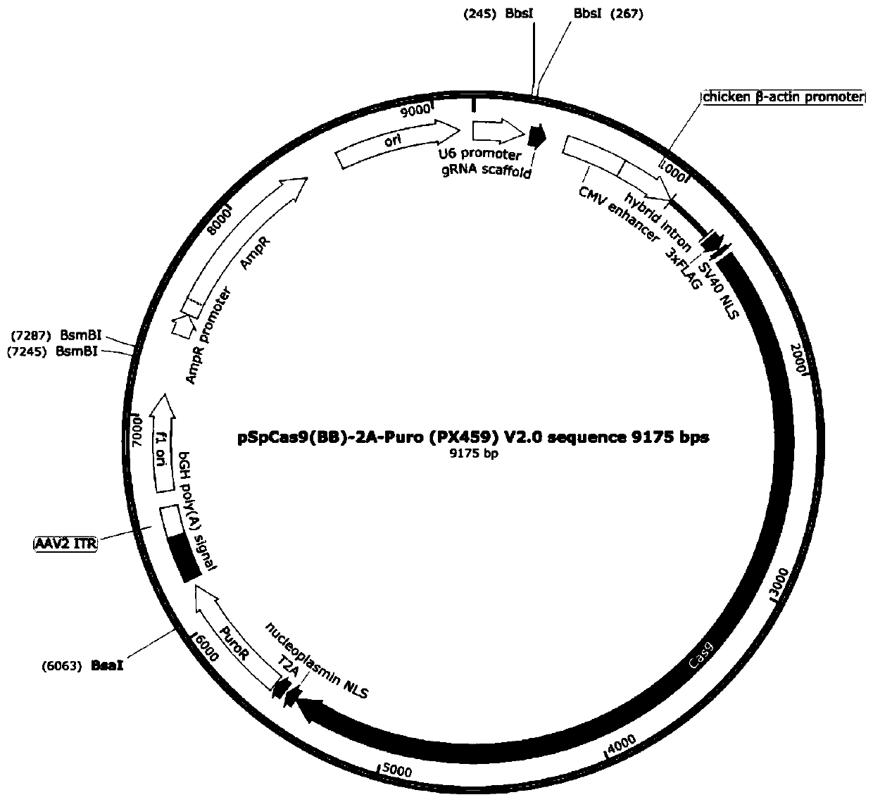 Construction method of SIRT1 gene knockout IPEC-J2 cell line