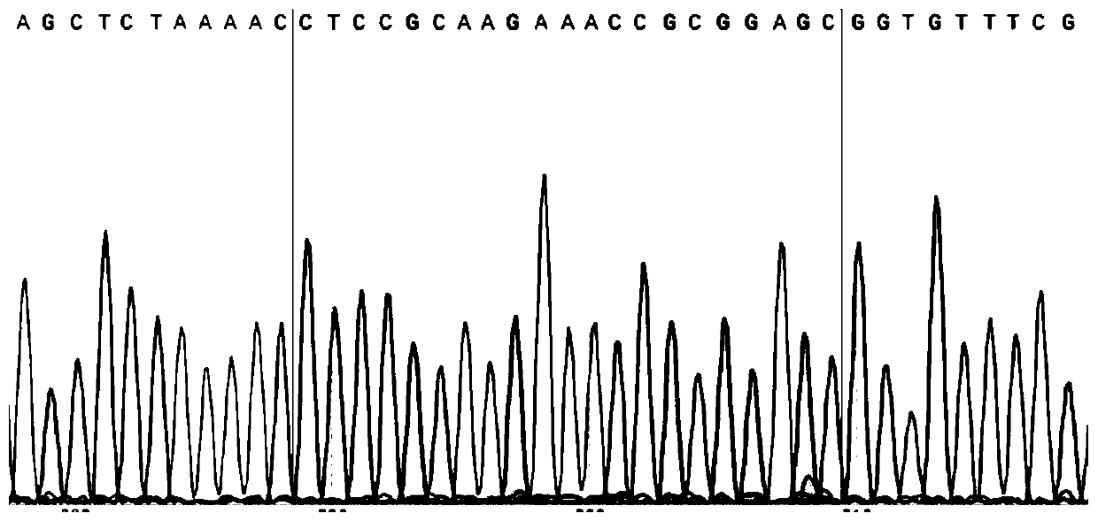 Construction method of SIRT1 gene knockout IPEC-J2 cell line