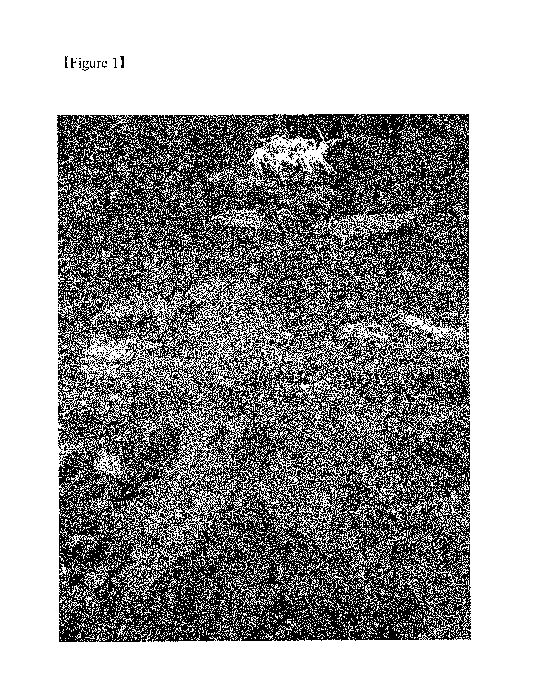 Composition comprising eupatorium spp. extract as active ingredient for preventing and treating obesity and metabolic bone disease