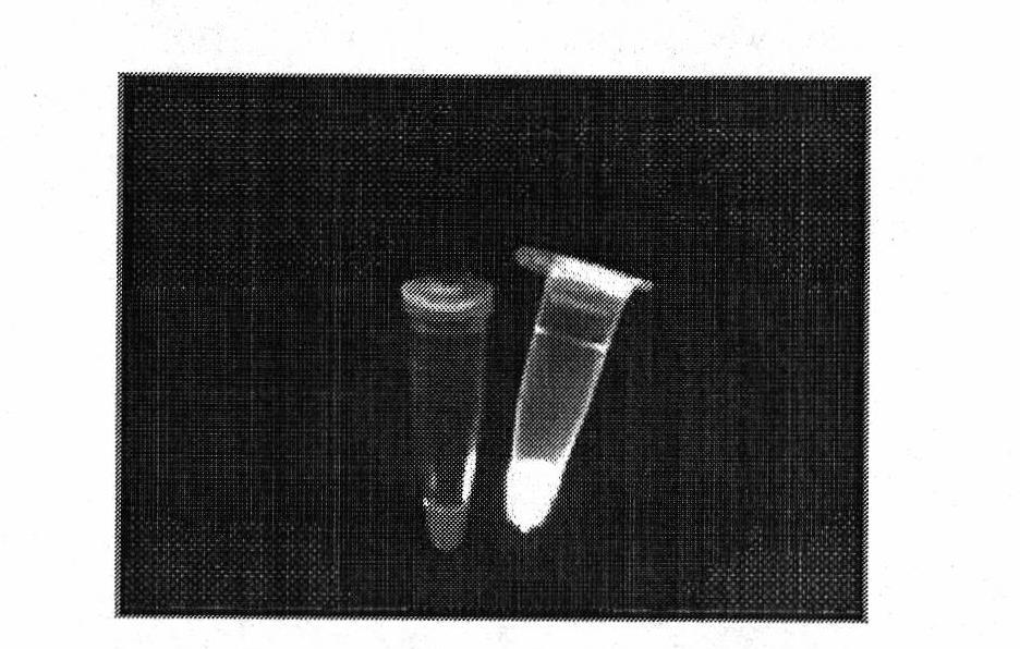 LAMP kit for detecting PRV and preparation method thereof