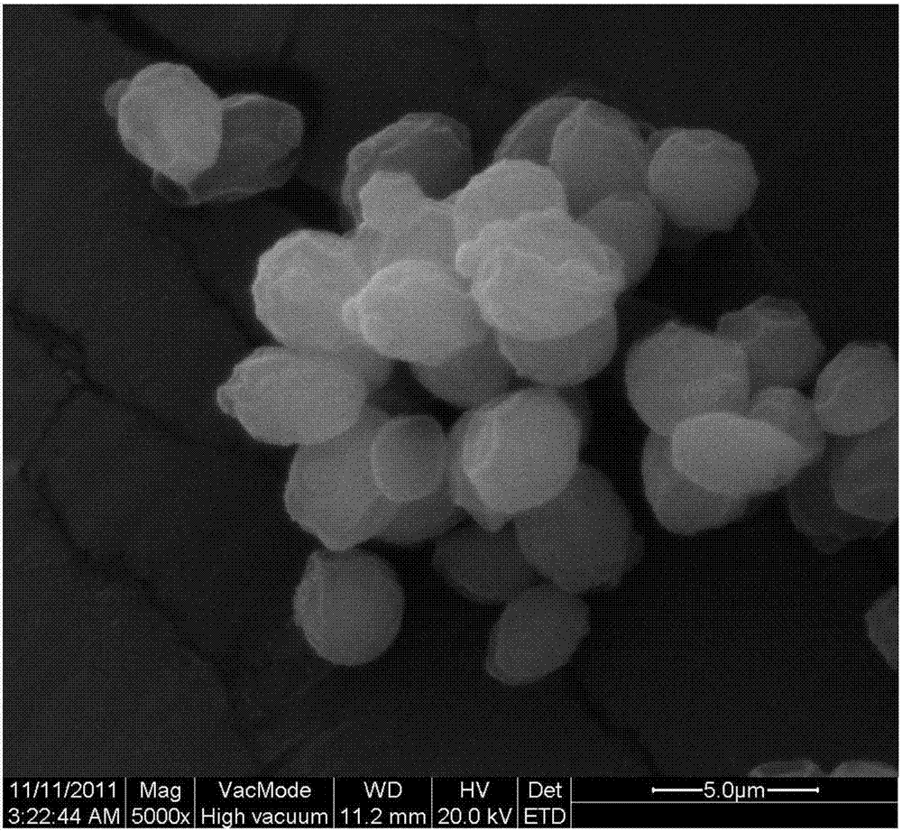 Unicellular organism-based high-hydrophobicity micrometer powder material, and preparation method thereof