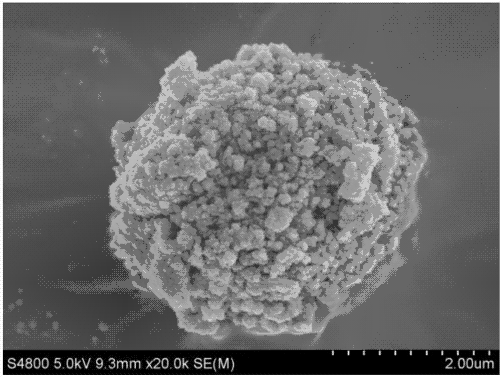 Unicellular organism-based high-hydrophobicity micrometer powder material, and preparation method thereof