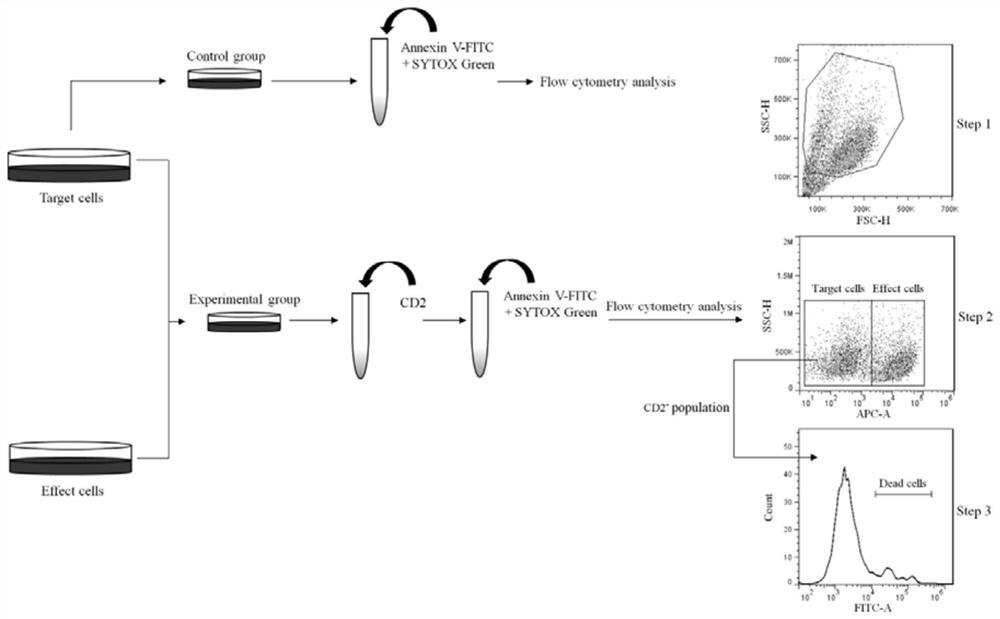 A method for detecting NK cell killing activity based on flow cytometry