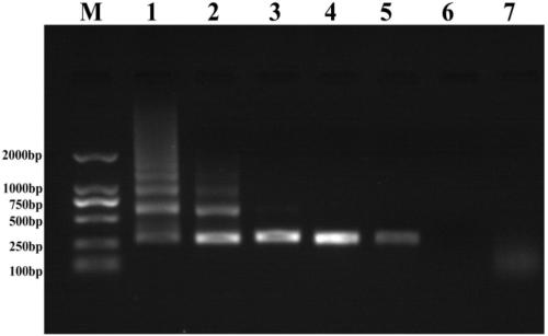 A kind of optimization method of polymerase chain reaction