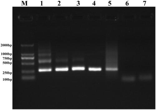 A kind of optimization method of polymerase chain reaction