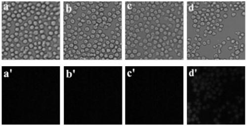 Application of compounds based on rhodamine b and aminoethyl sulfide for live-cell imaging