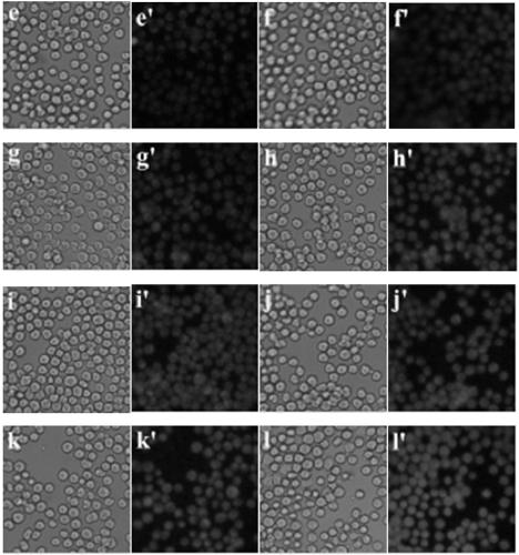 Application of compounds based on rhodamine b and aminoethyl sulfide for live-cell imaging