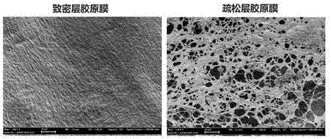 Collagen-based bilayer membrane material for directional release of loaded growth factors and manufacturing method of collagen-based bilayer membrane material