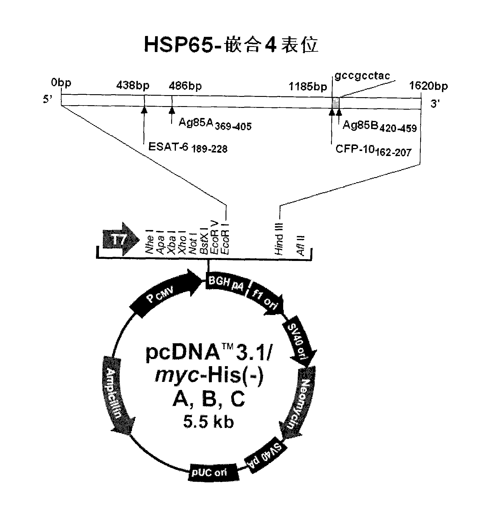 Tuberculosis mucosa gene vaccine assembled by using chitosan oligosaccharide delivery system and preparation and application of tuberculosis mucosa gene vaccine