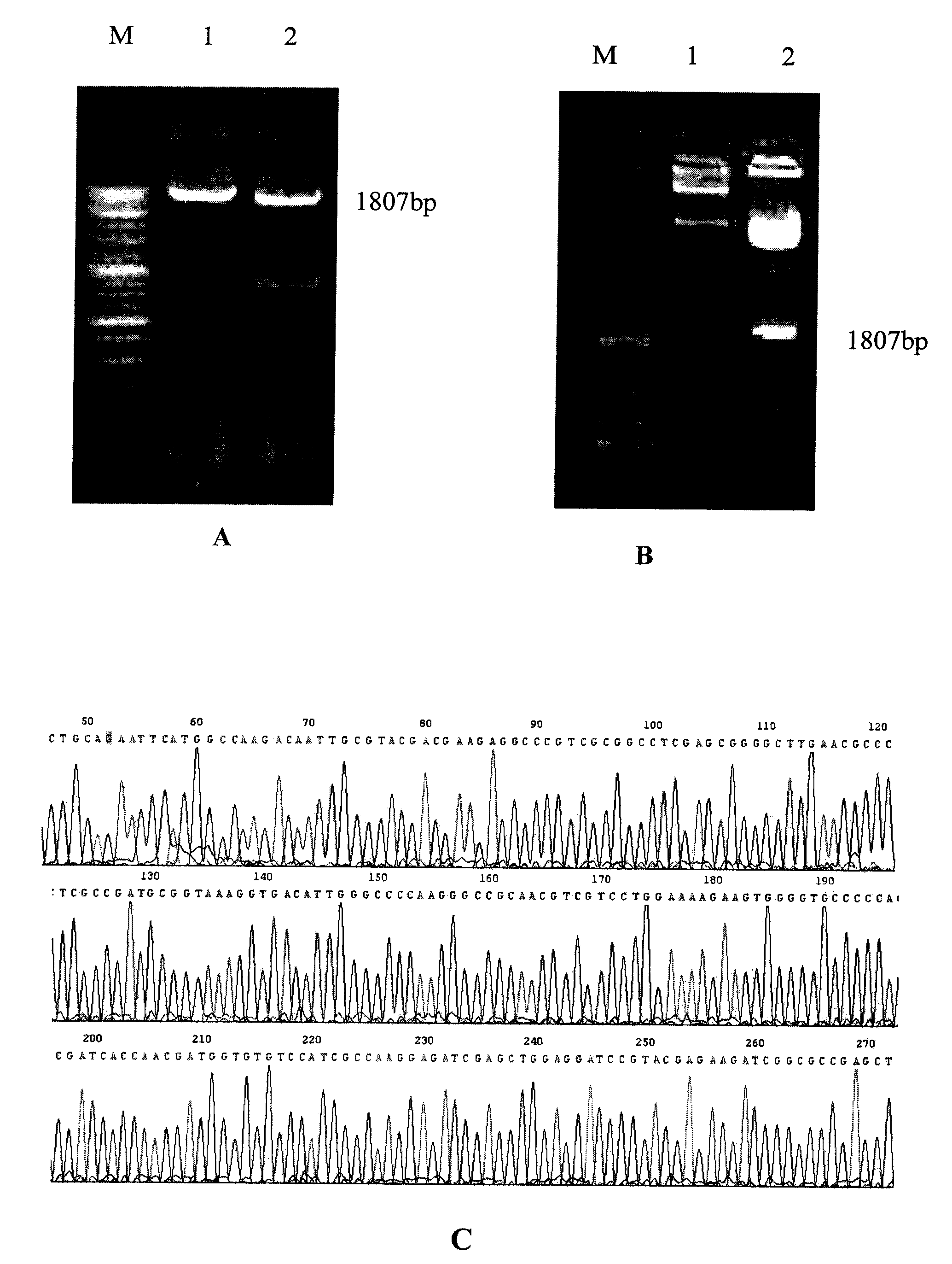 Tuberculosis mucosa gene vaccine assembled by using chitosan oligosaccharide delivery system and preparation and application of tuberculosis mucosa gene vaccine