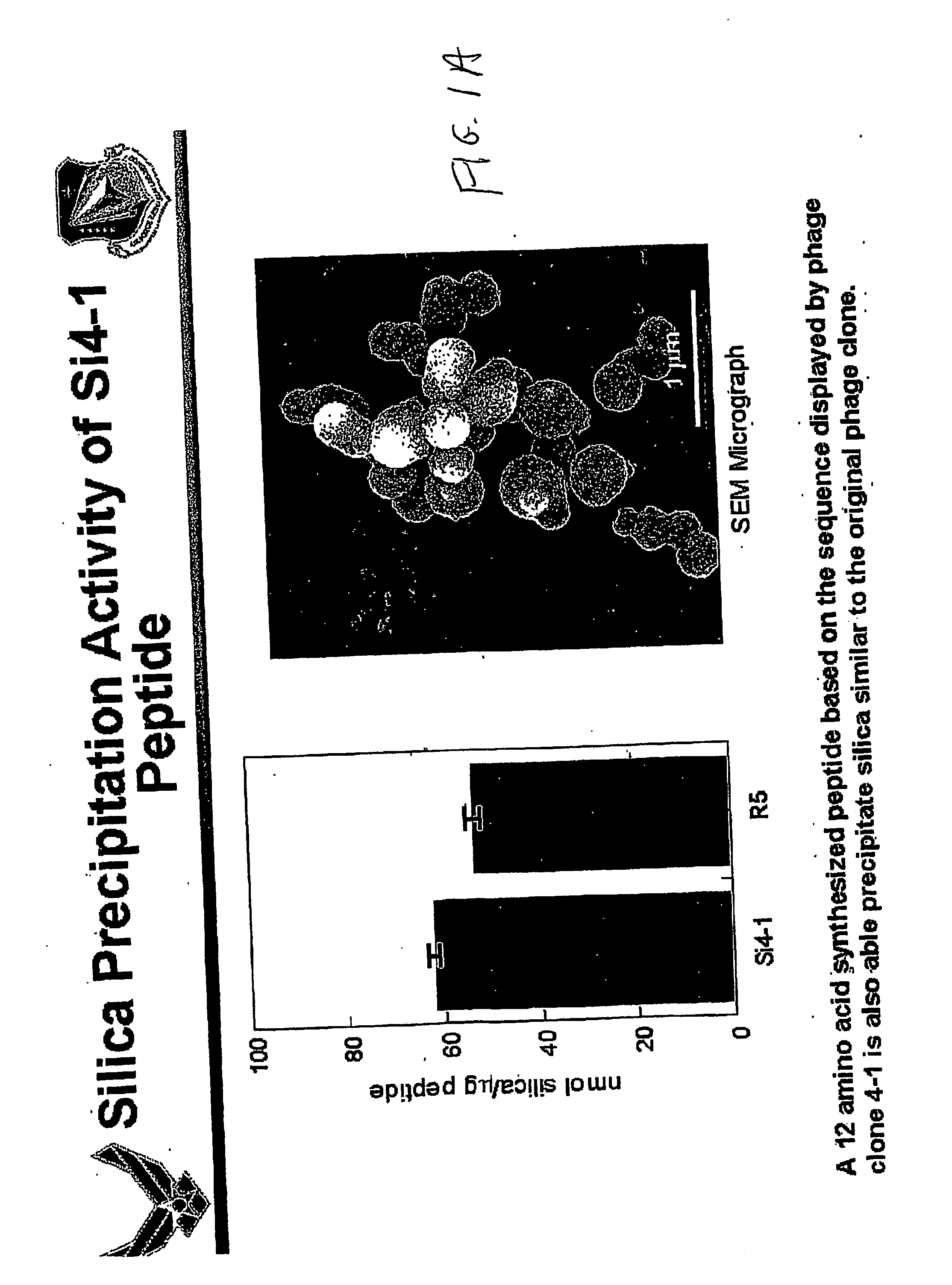 Method of isolating binding peptides from a combinatorial phage display library and peptides produced thereby