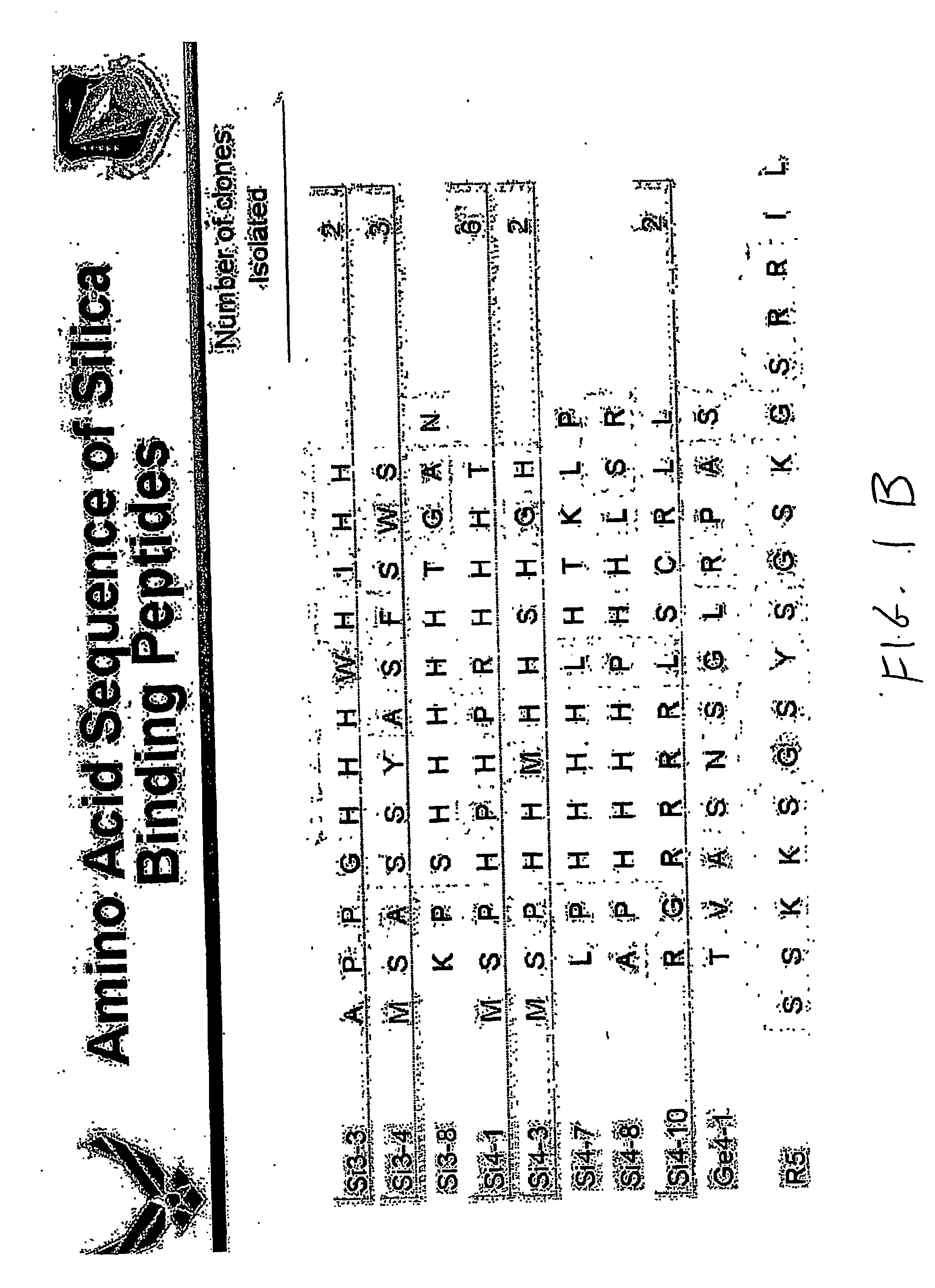 Method of isolating binding peptides from a combinatorial phage display library and peptides produced thereby