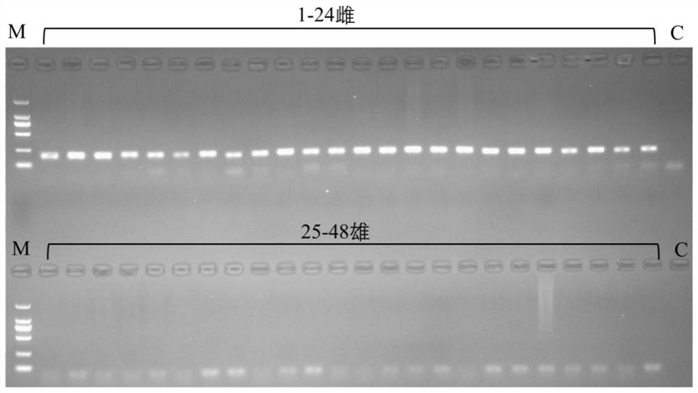 Specific DNA Fragment of Female Stryckey's Sturgeon and Its Application