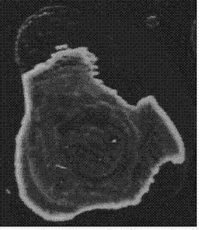 Method for manifesting latent fingerprints on basis of fluorescent gold nanoclusters