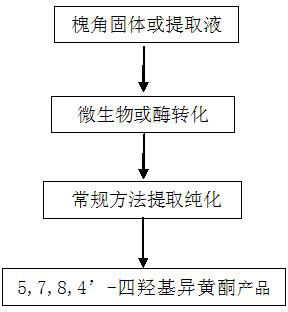 A strain of Aspergillus aculeatus and method for preparing 5,7,8,4'-tetrahydroxyisoflavones using the strain