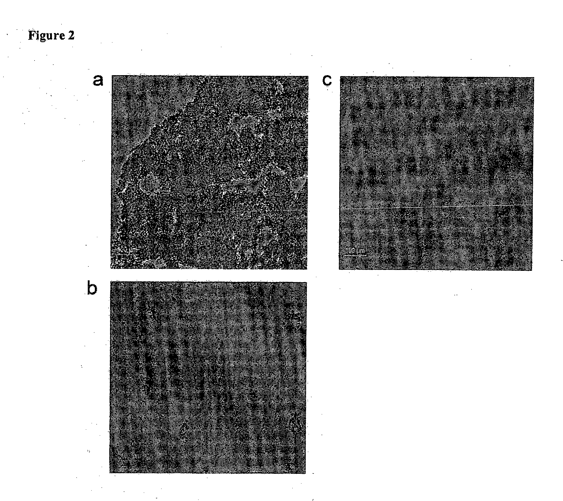 Novel antimicrobial compounds and uses thereof