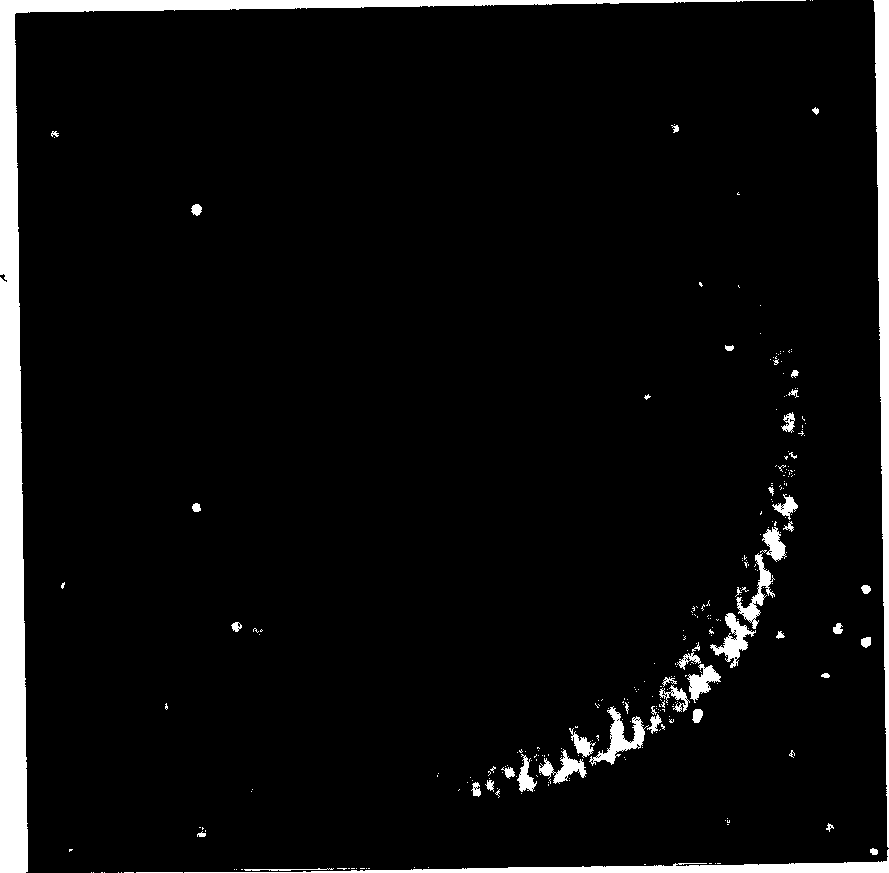 Trichoderma harziarum strain