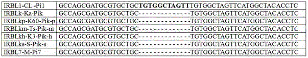 Rice blast resistance gene Pi1 functional specificity molecular marker and application thereof