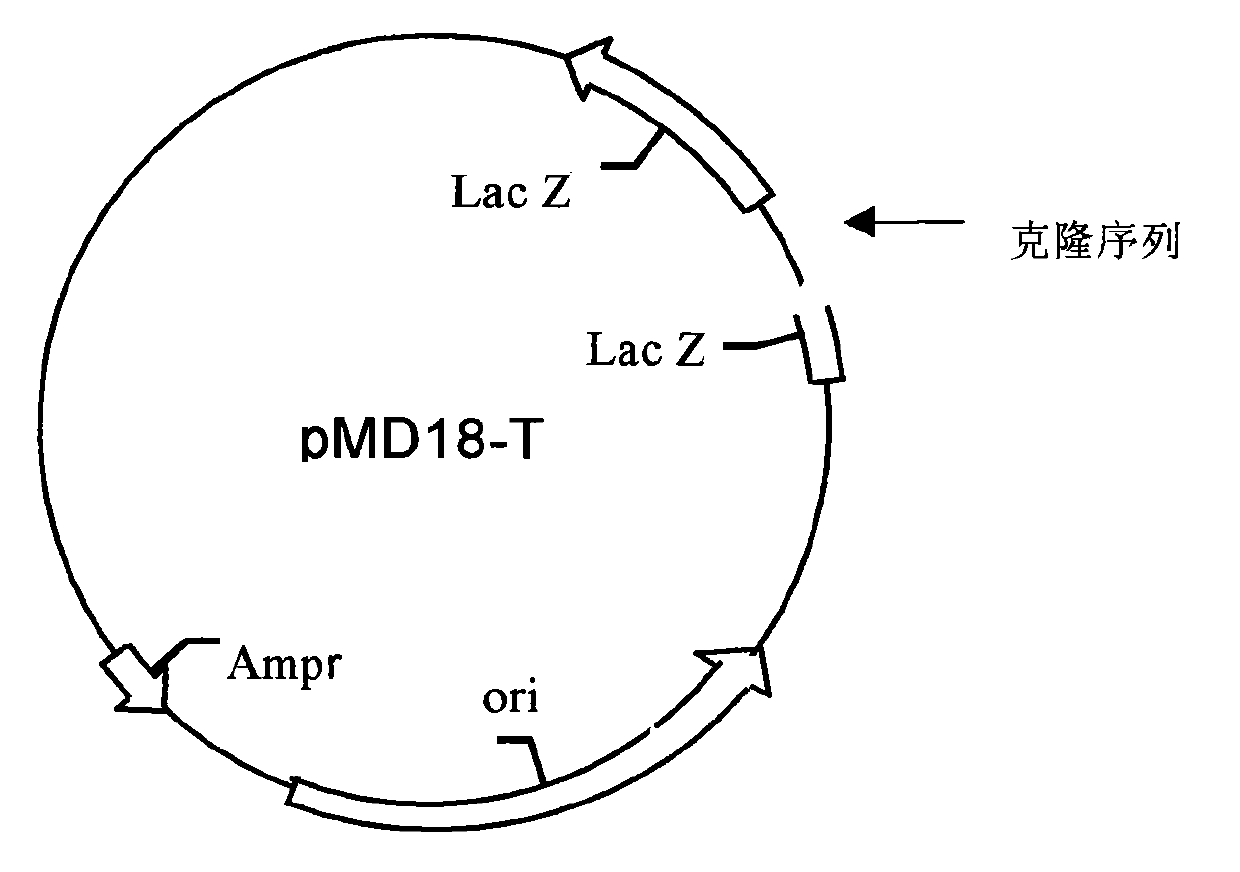 Kit for quantitatively detecting EGFR mutation