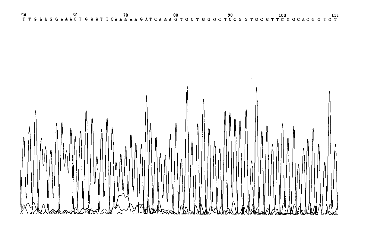 Kit for quantitatively detecting EGFR mutation