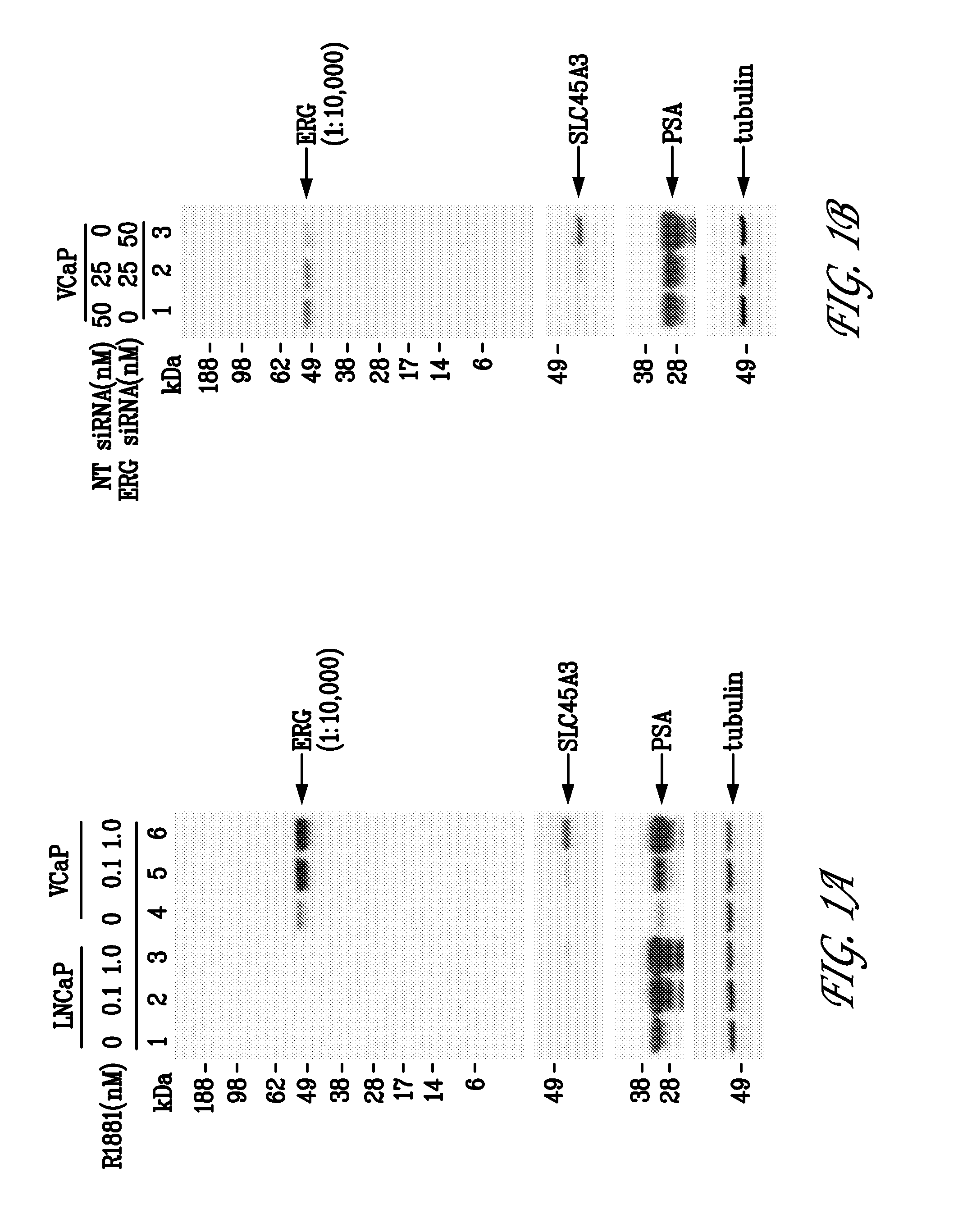 Erg monoclonal antibodies