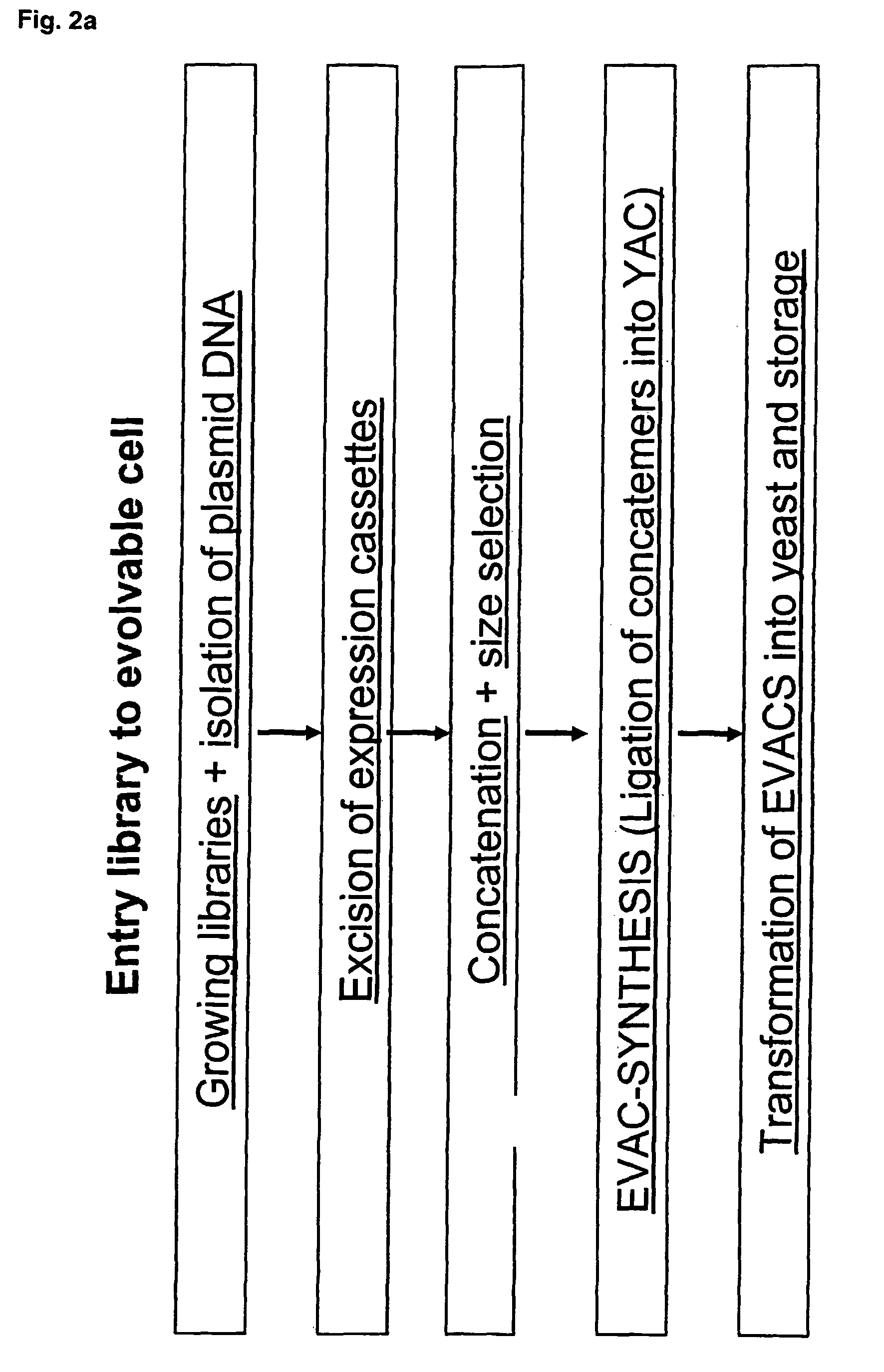 Library of a collection of cells