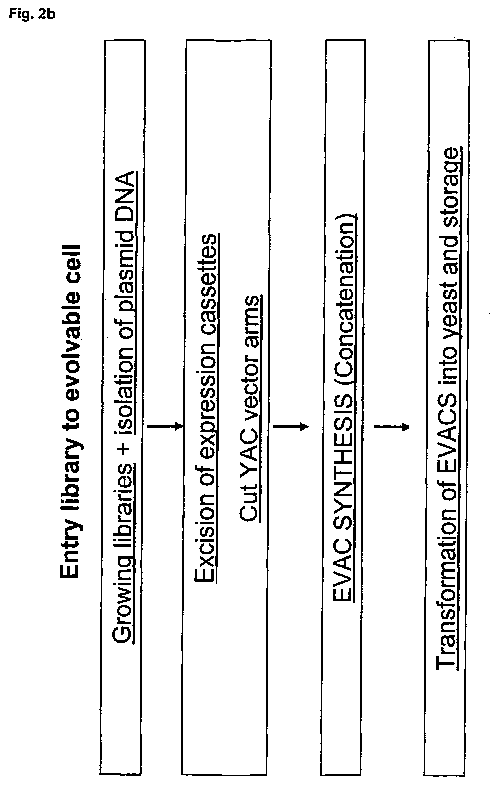 Library of a collection of cells