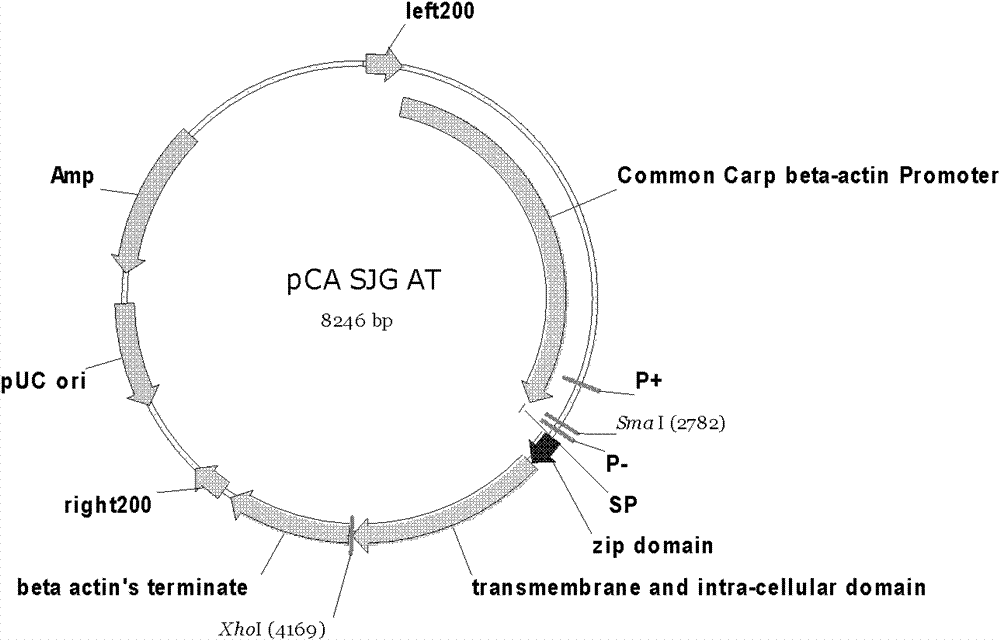 Continuously activated growth hormone receptor gene of fishes, and preparation method and application thereof