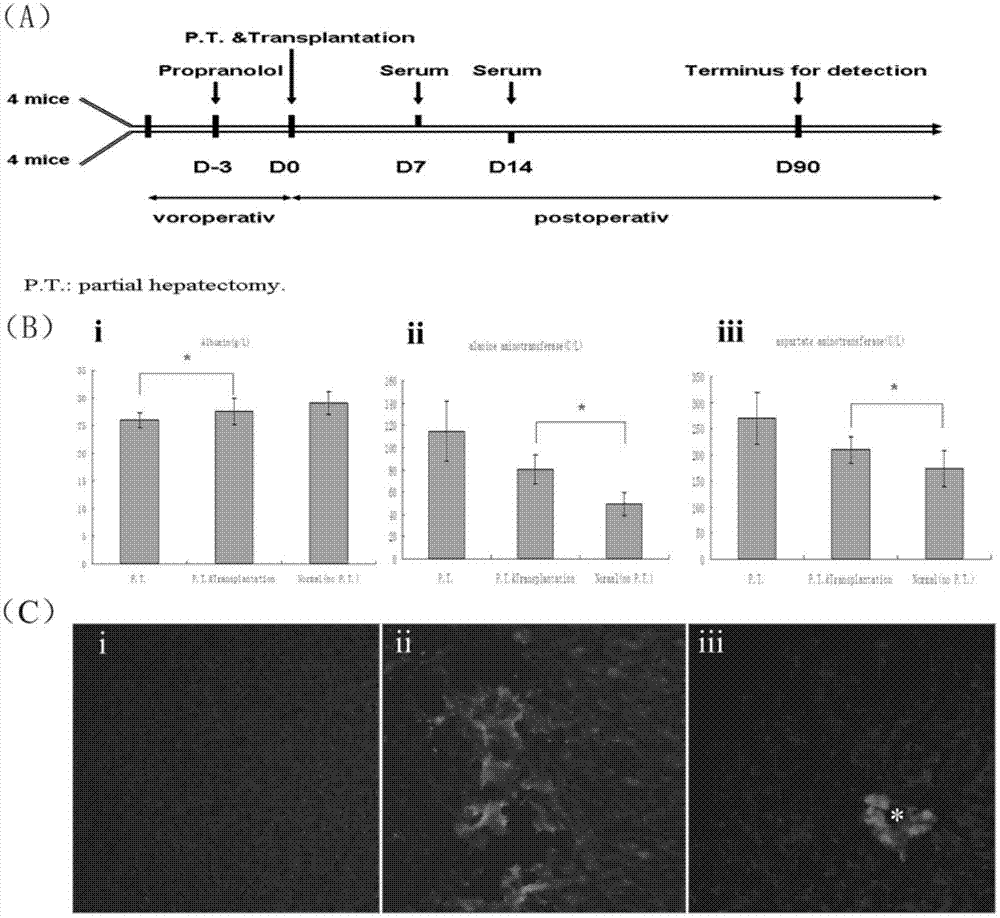 Method for induced differentiation of liver cells by using endometrium stem cells