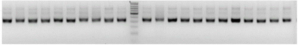 Method for constructing amplicon library