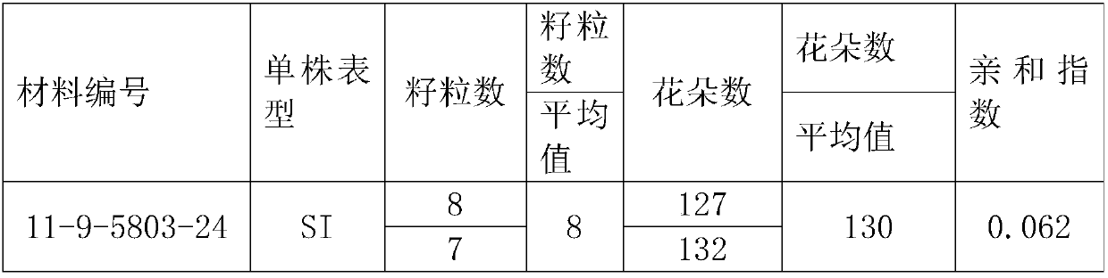 Method for breeding rape self-incompatible line assisted by S haplotype molecular markers