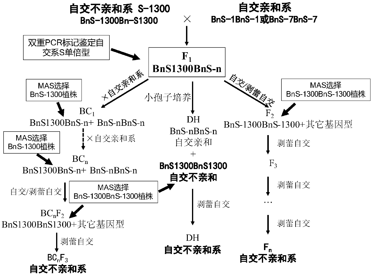 Method for breeding rape self-incompatible line assisted by S haplotype molecular markers