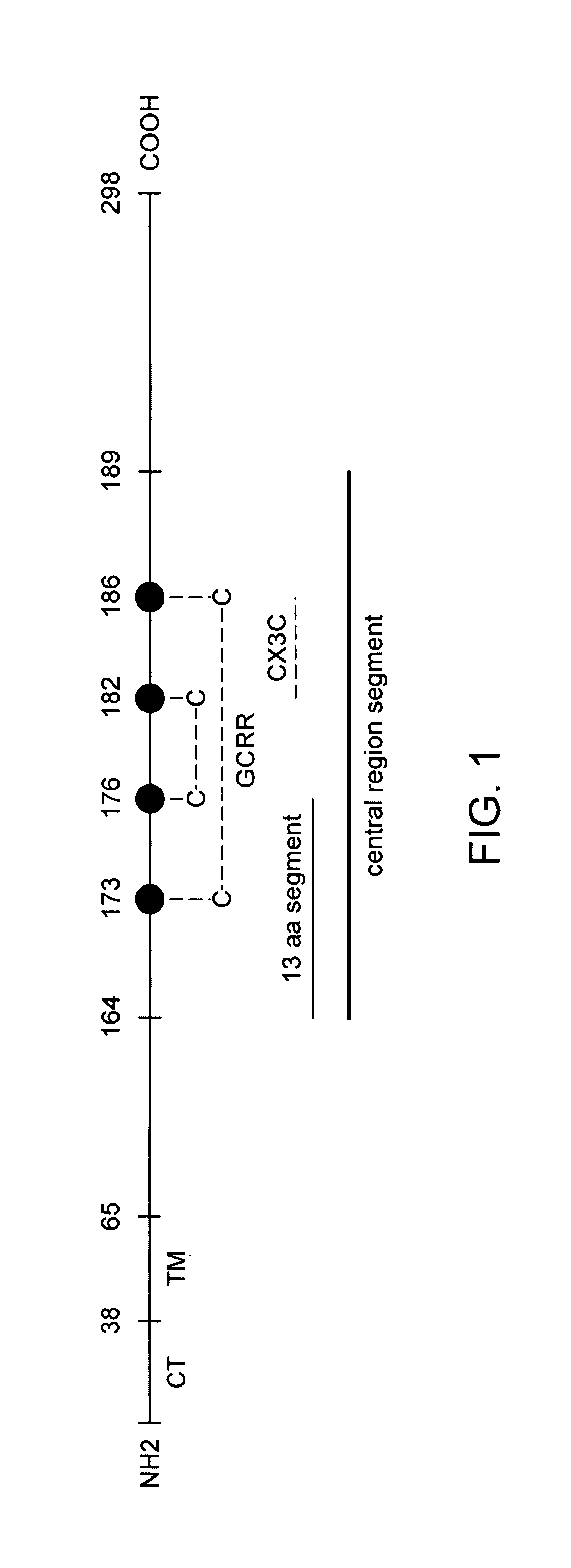 Cysteine-rich region of respiratory syncytial virus and methods of use therefor