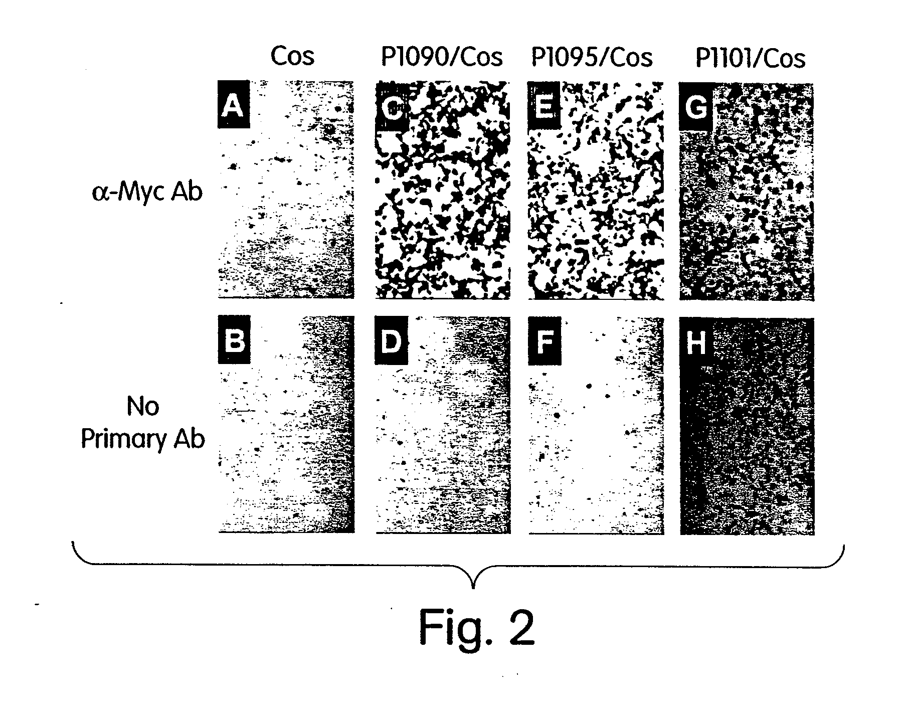 Transiently immortalized cells for use in gene therapy